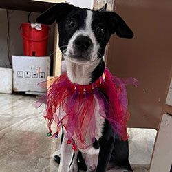 Grey haired Border Collie in Halloween Costume#Asha the border collie