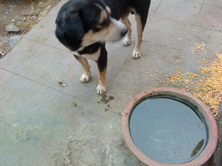 cement water bowls dogs